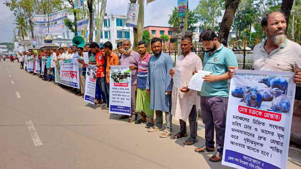 ভোলার চরাঞ্চলে চার শতাধিক গরু-মহিষ চুরির অভিযোগ, নিরাপত্তাহীনতায় খামারিরা