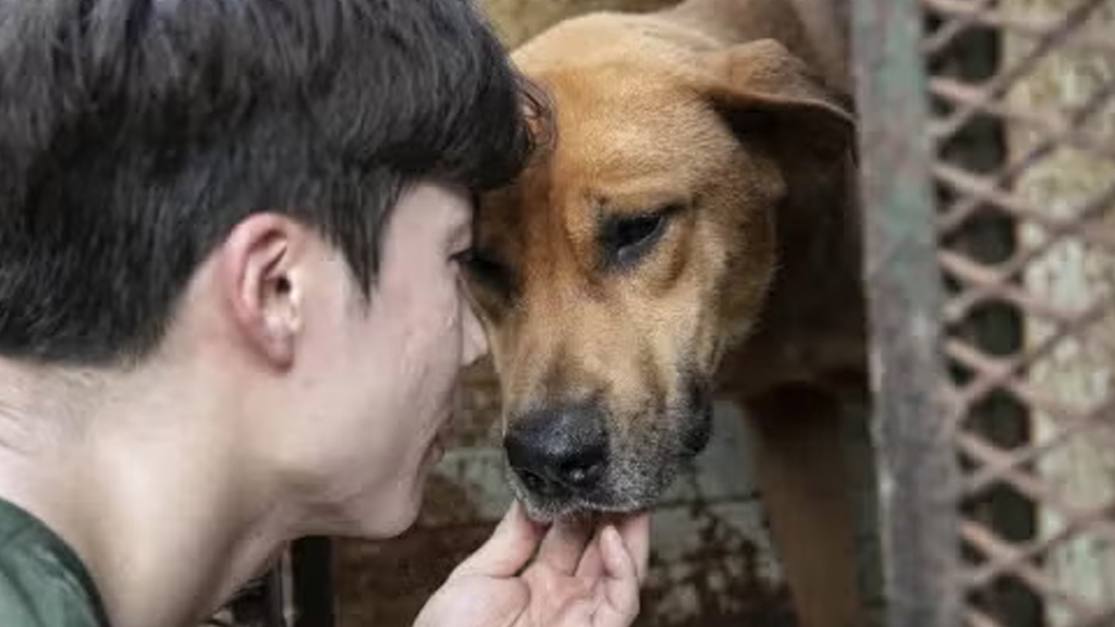 কুকুর ও বিড়ালের মাংস খাওয়া নিষিদ্ধ করল এশিয়ার একটি রাজধানী