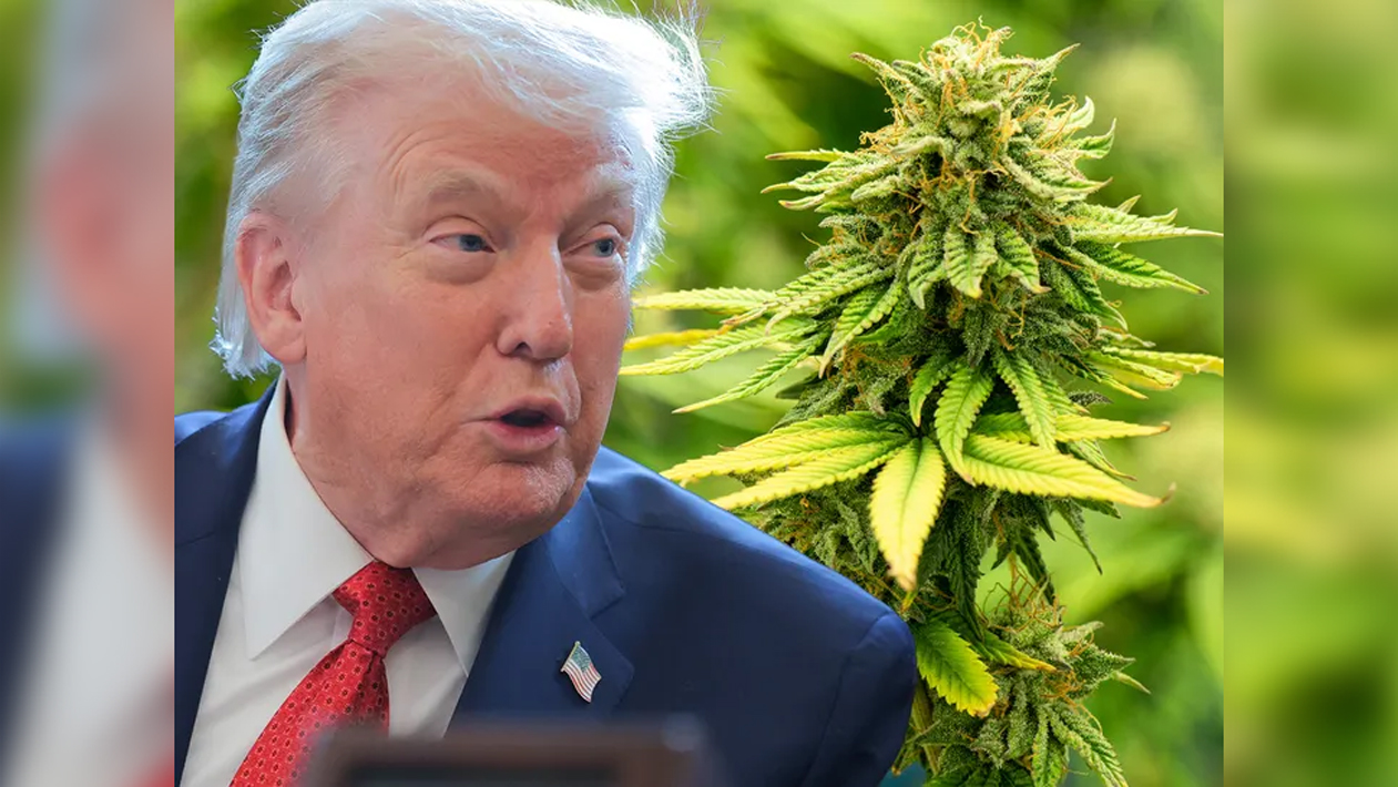 ট্রাম্পের নজর এবার গাঁজার ৪৭ বিলিয়ন ডলারের ব্যবসায়