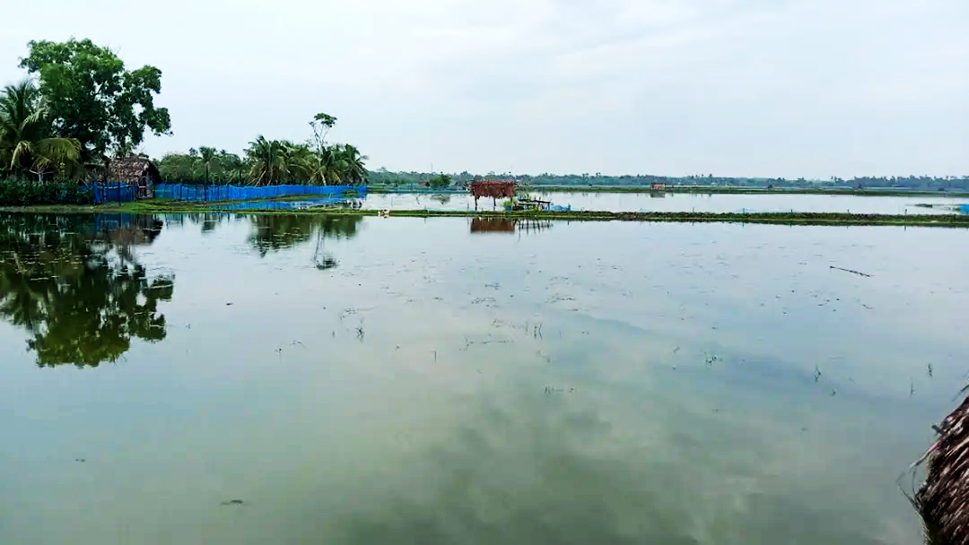বাগেরহাটের মোংলা: অতিবৃষ্টিতে বাগদার মড়ক, ক্ষতিগ্রস্ত চাষি