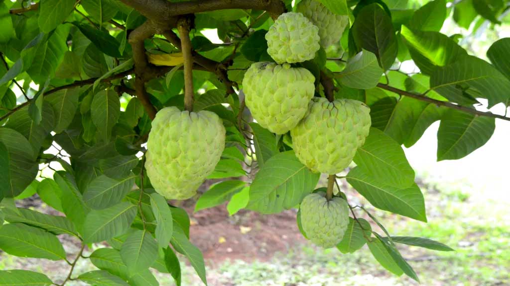 অবহেলিত আতাফলের বিস্ময়কর উত্থান ভারতে, নেপথ্যে কী