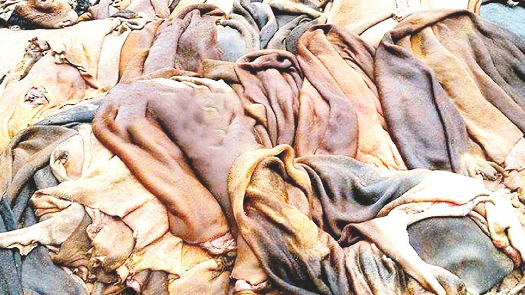 বিনা মূল্যের লবণে স্বস্তি চামড়া ব্যবসায়ীদের