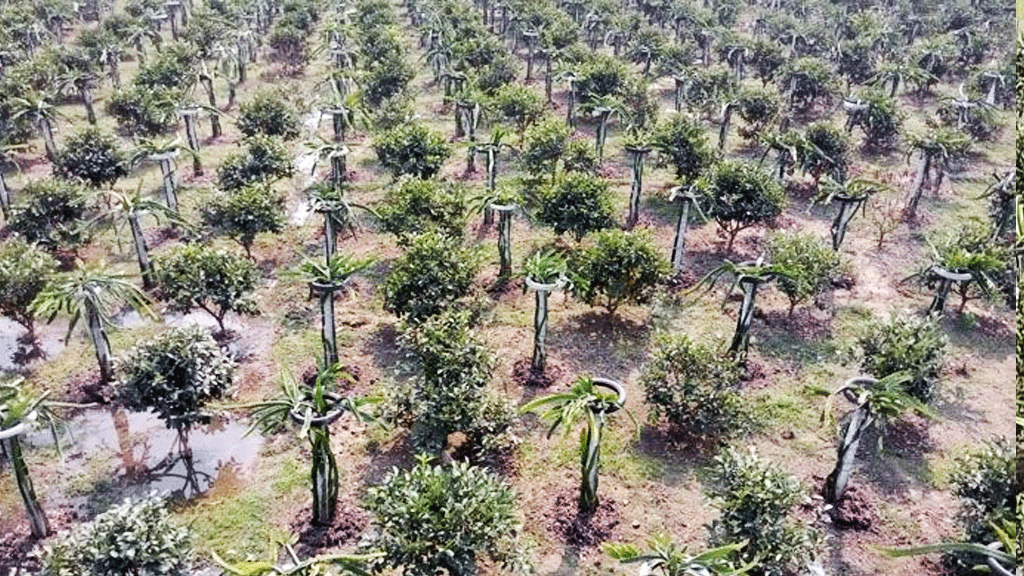 দেশে আম-আনারস-ড্রাগনের উৎপাদন বেড়েছে, কমেছে ভুট্টা-খেজুর