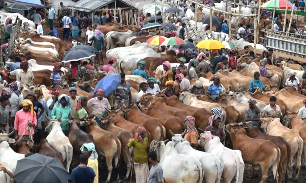 রাজশাহীর পশুর হাট: অর্ধেক দামে ইজারা, সমঝোতা বিএনপি ও জামায়াতের