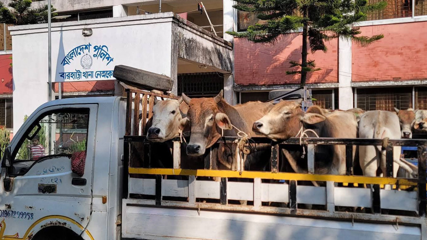 নেত্রকোনায় ৬ পিকআপভর্তি ৩২ ভারতীয় গরু জব্দ, আটক ১