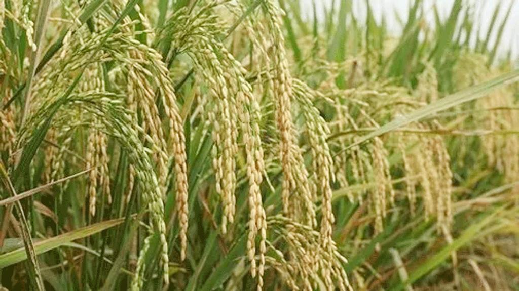 রপ্তানিতে ২৫% শুল্ক চান মিলমালিকেরা