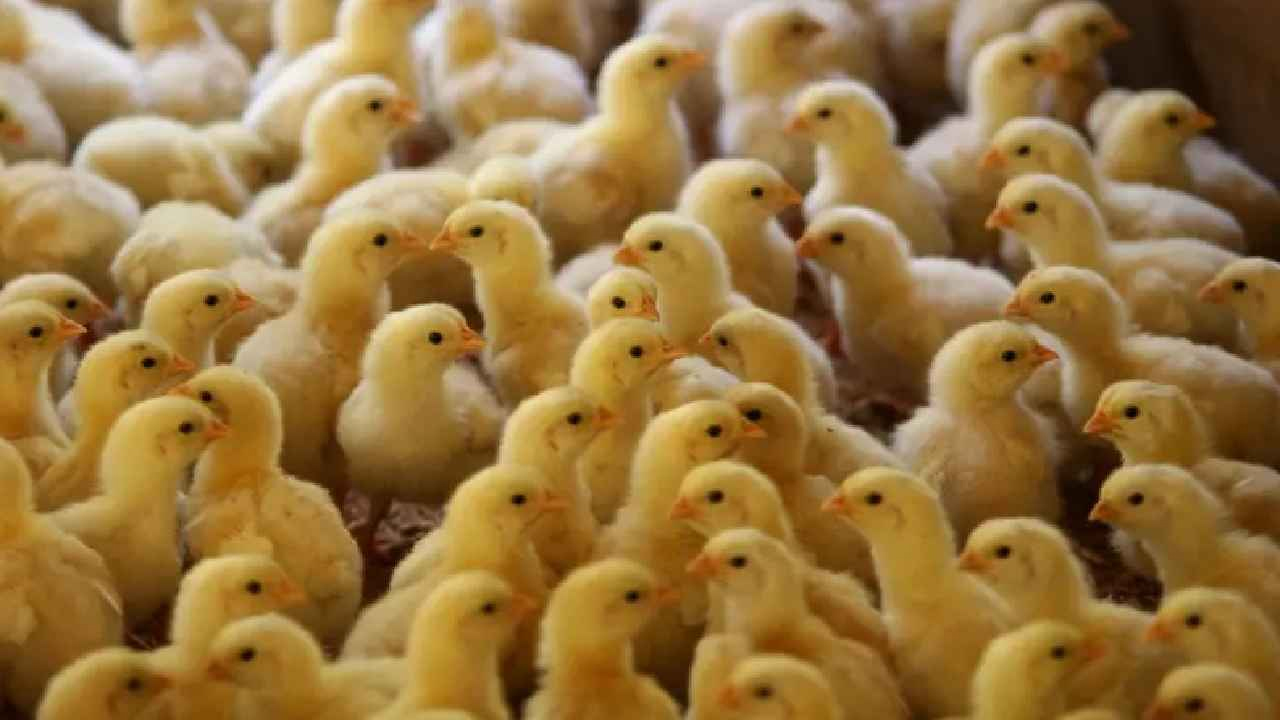 নিষিদ্ধ করতে চায় সরকার, আপত্তি খাতসংশ্লিষ্টদের