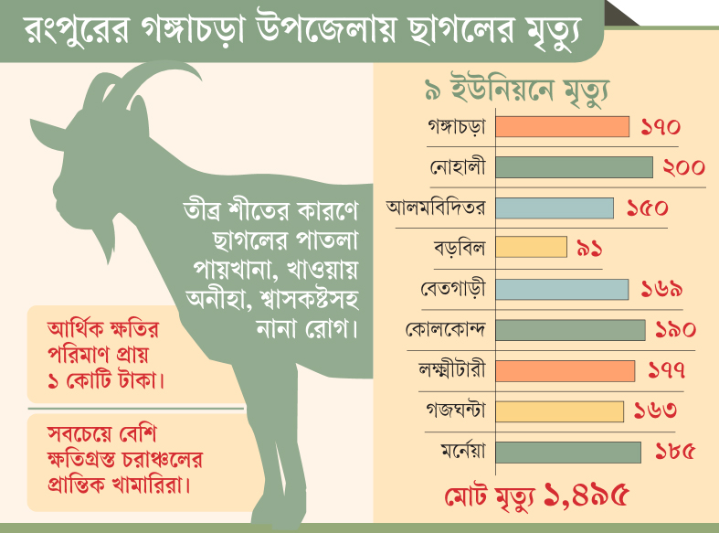 ঠান্ডাজনিত রোগে মারা গেল ১৪৯৫ ছাগল
