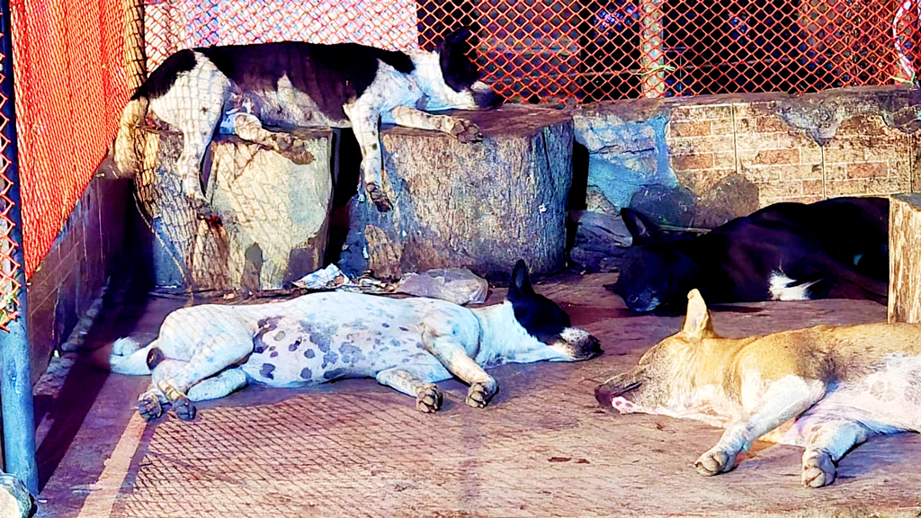 রাতে কুকুরের আড্ডা, সকালে সেই খাট্টায় বিক্রি হচ্ছে মাংস