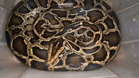 শ্রীমঙ্গলে মহাসড়কের পাশ থেকে অজগর উদ্ধার