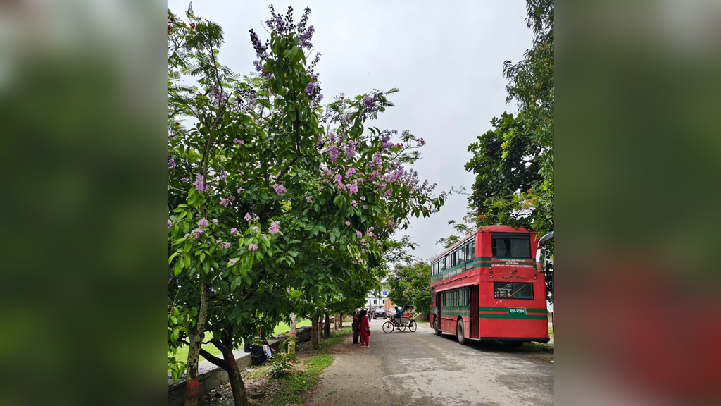 নজরুল বিশ্ববিদ্যালয়ে জারুলের স্নিগ্ধতা