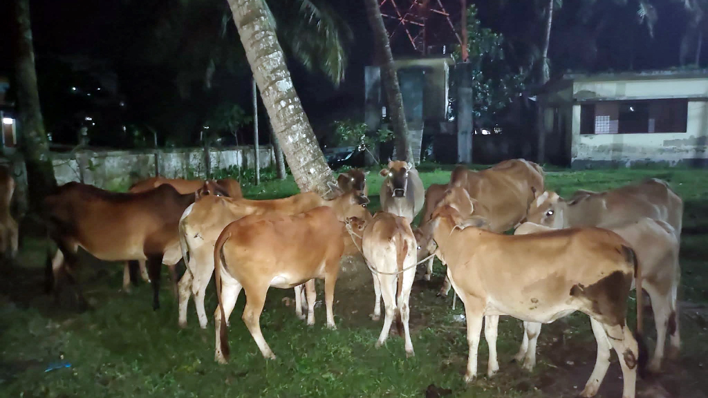 মেহেন্দীগঞ্জে মালিকবিহীন ২৬টি গরু পুলিশ হেফাজতে