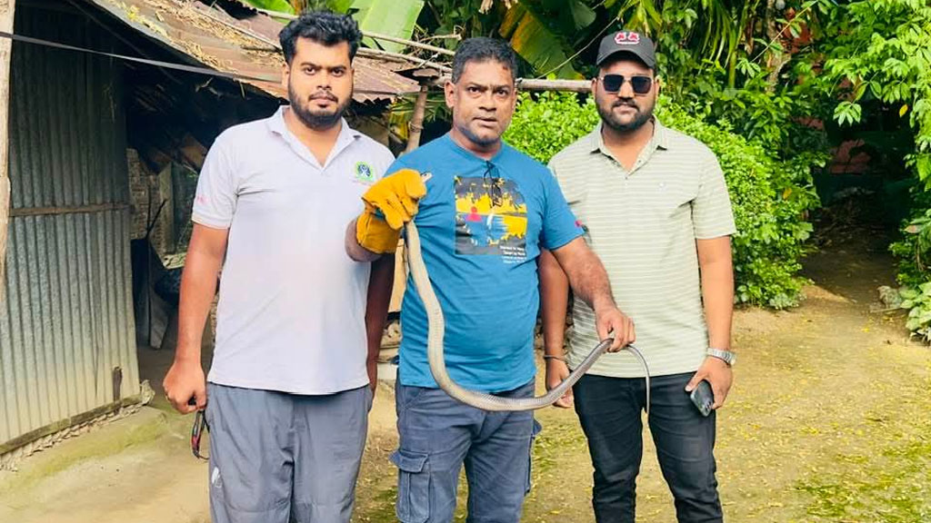 শ্রীমঙ্গলে বসতঘর থেকে ‘পদ্মগোখরা’ উদ্ধার