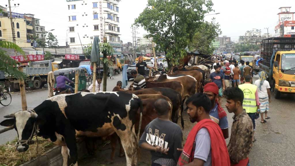 রাজধানীর পশুর হাট: কিসের শঙ্কায় সস্তায় গরু ছাড়ছেন ব্যাপারীরা