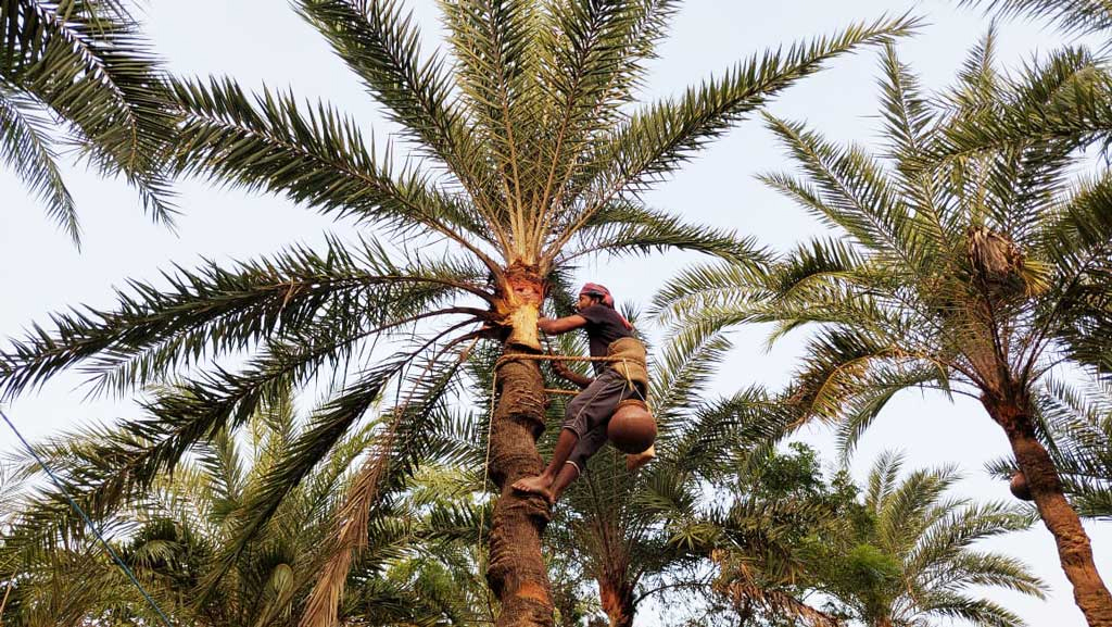 নিপাহ ভাইরাসের সংক্রমণ: মৃত্যুহার বেড়ে শতভাগে উঠেছে