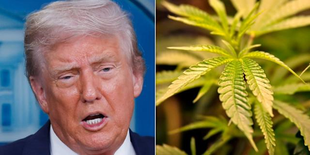 গাঁজা নিয়ে গবেষণা ও চিকিৎসায় এর ব্যবহার বাড়াতে পদক্ষেপ নিলেন ট্রাম্প