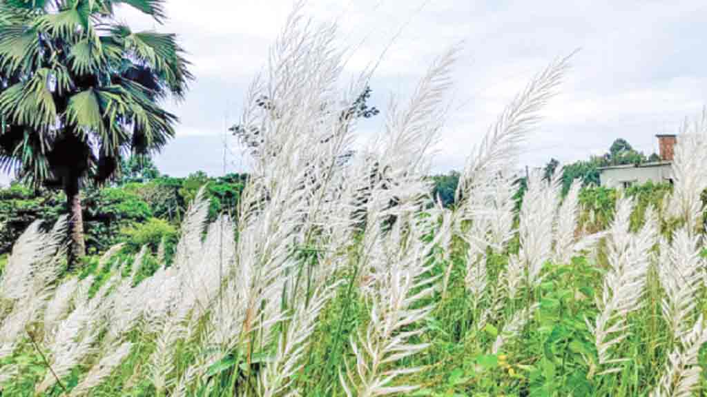 কুবিতে কাশের দোলায় শরৎ নামে