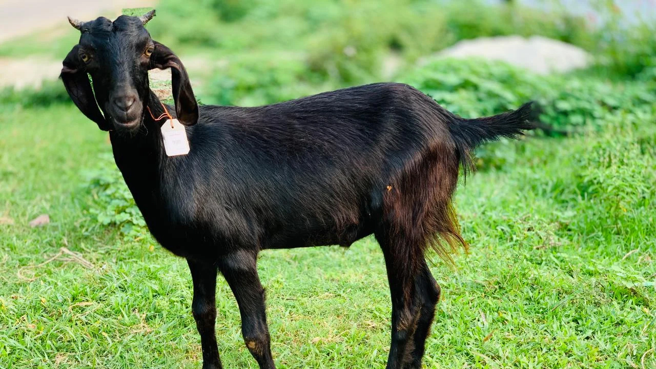 ঠান্ডাজনিত রোগে মারা গেল ১৪৯৫ ছাগল