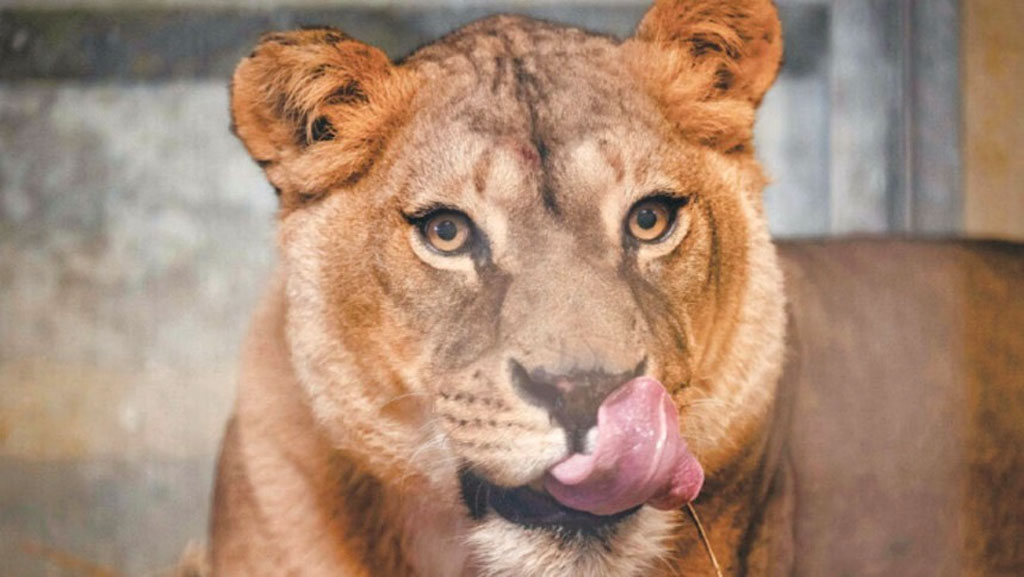 মিরপুরে খাঁচা থেকে বেরিয়ে এল সিংহী, আর চিড়িয়াখানা থেকে দর্শনার্থীরা