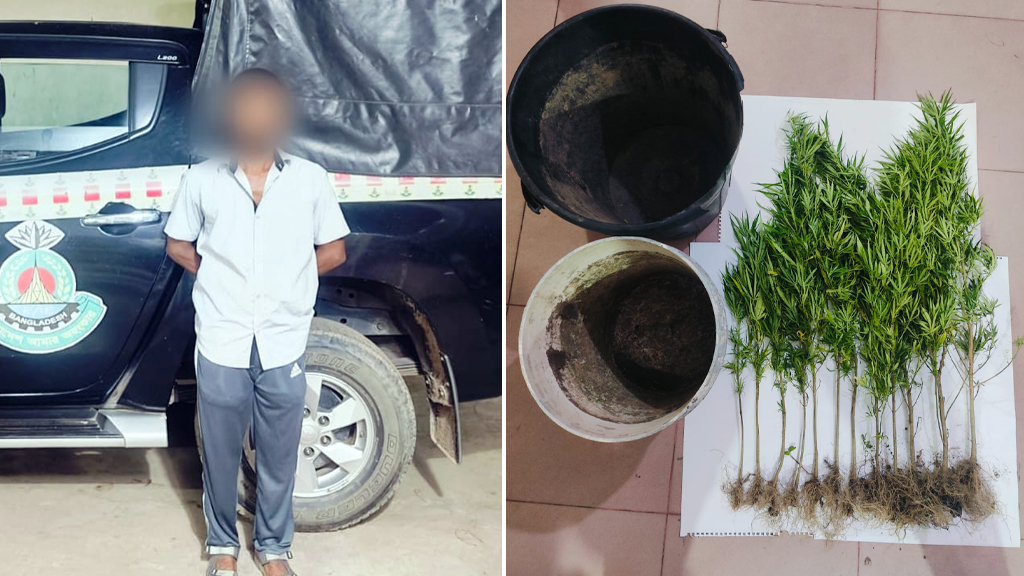 চট্টগ্রামে টিনের চালায় গাঁজা চাষ, গ্রেপ্তার ১