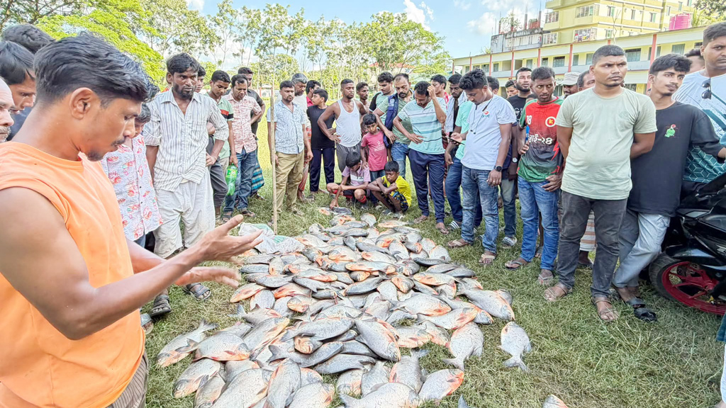 বিদ্যালয়ের পুকুরে মাছ ধরার উৎসব, মিলল ১০ মণ নিষিদ্ধ পিরানহা