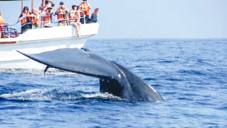 ফেব্রুয়ারিতে শ্রীলঙ্কায় দেখা মেলে নীল তিমির