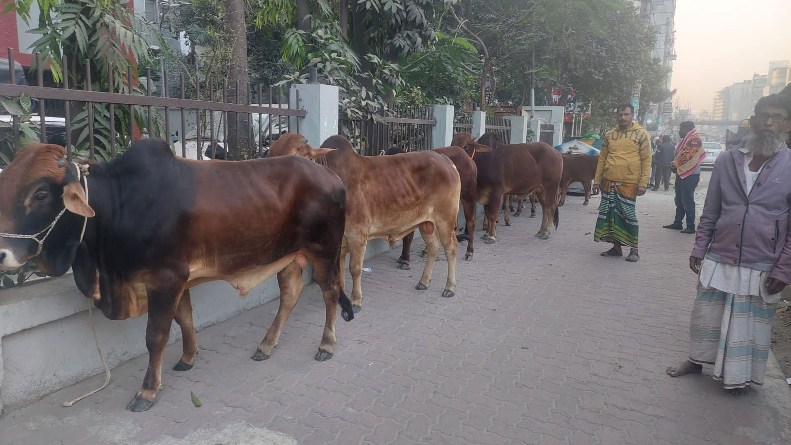 রাজধানীতে গরুর গাড়িতে হামলা চালিয়ে টাকা লুট, ১১ গরু উদ্ধার