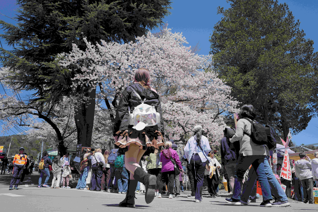 ‘চেরি ফুল’ এখন জাপানের এক শহরের গলার কাঁটা