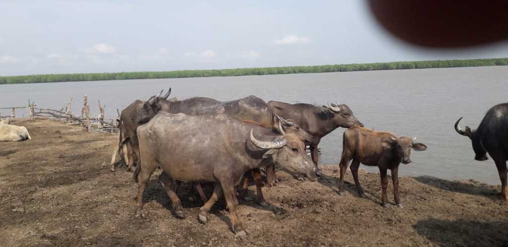 মনপুরায় চর থেকে লুট হওয়া ১৫ মহিষ উদ্ধার, থানায় মামলা
