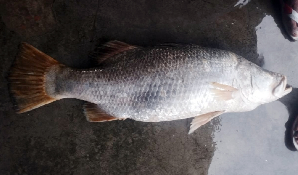 মেঘনায় জেলের জালে ২৫ কেজির কোরাল, বিক্রি ৩৫ হাজার টাকায়