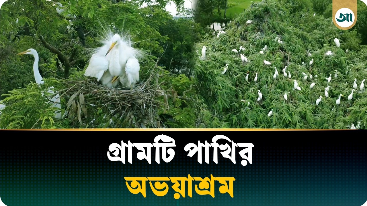 গ্রাম তো নয় যেন পাখির অভয়াশ্রম!