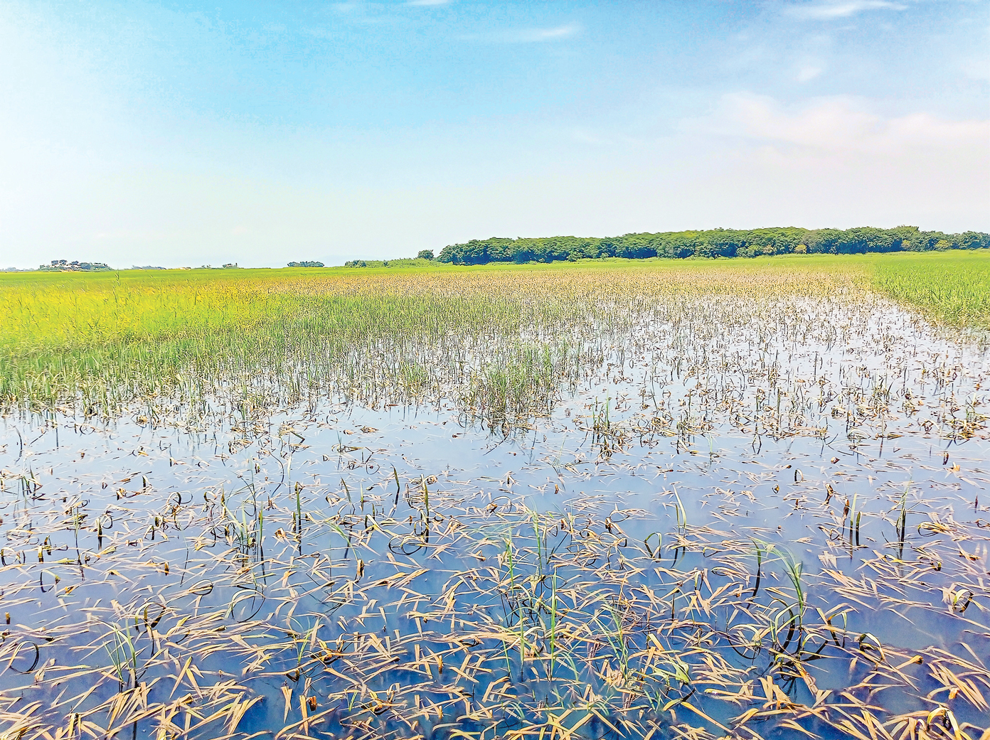 সুনামগঞ্জের হাওরাঞ্চল: ফসল বাঁচাতে মরিয়া কৃষক, কাটছেন বাঁধ