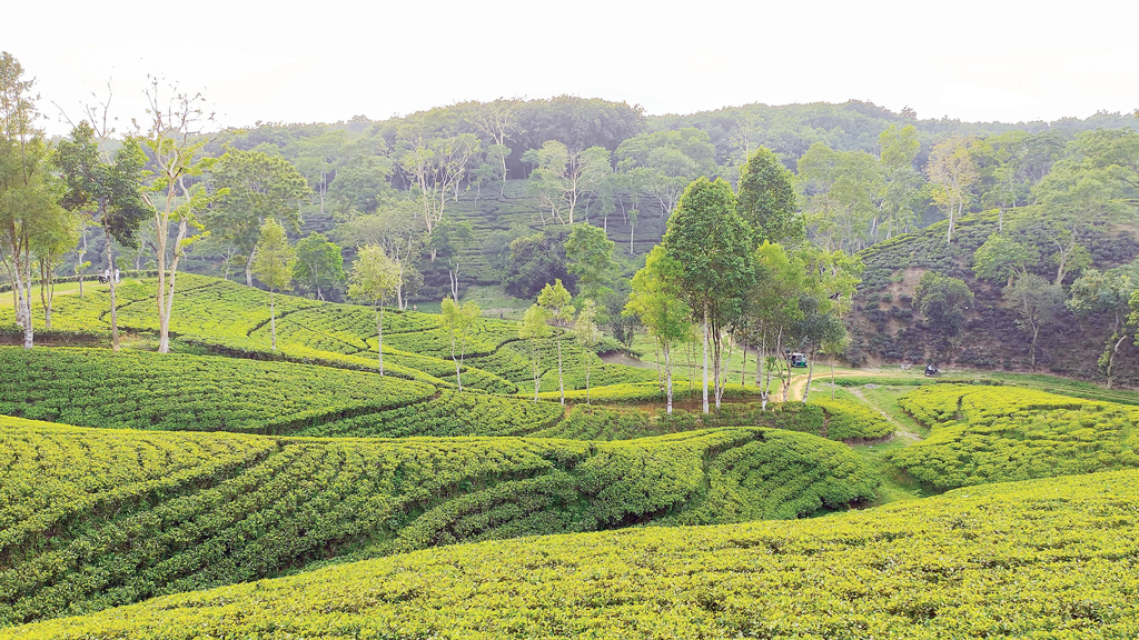 বৃষ্টিভেজা চায়ের বাগান