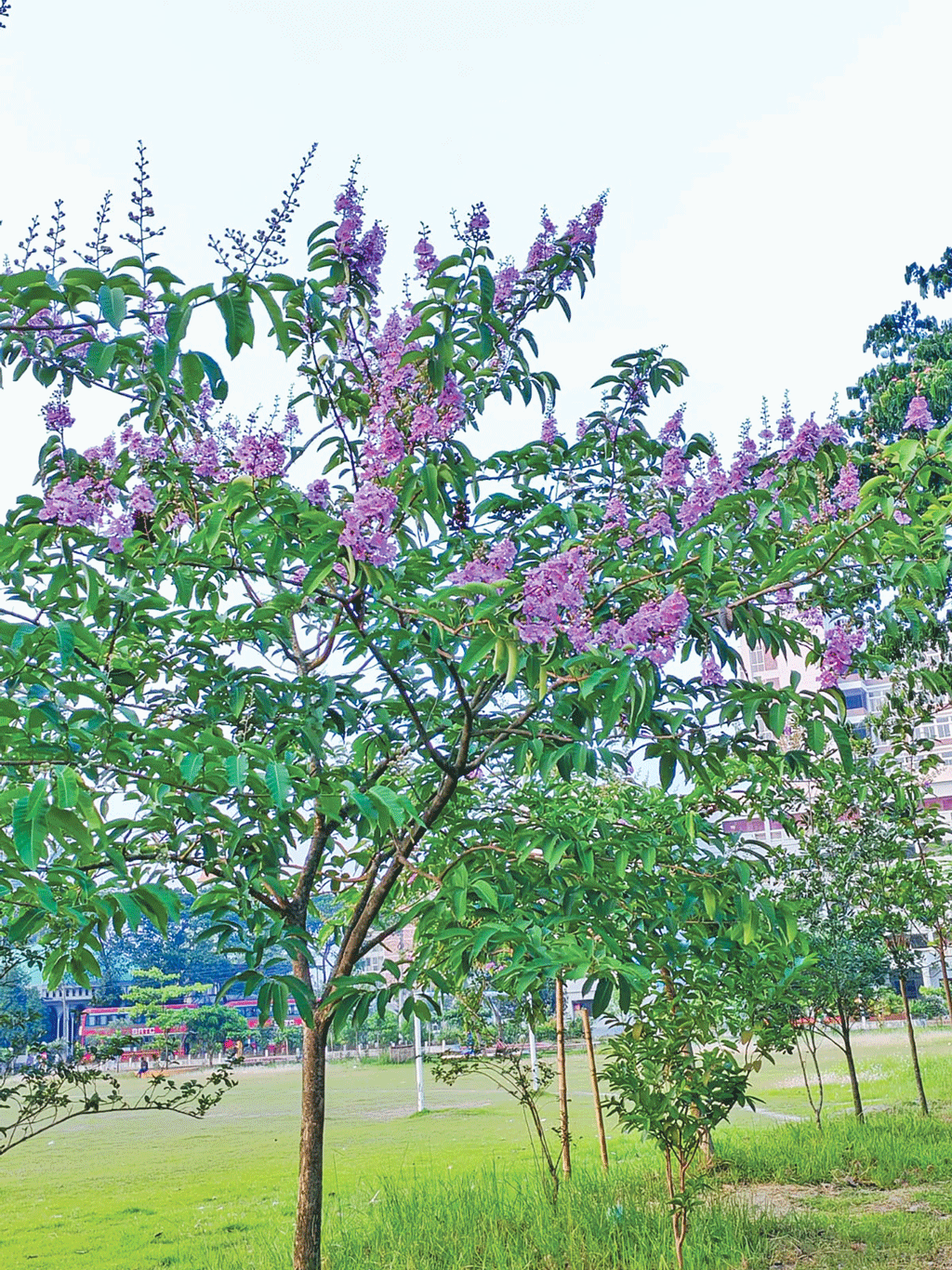 তপ্ত গ্রীষ্মে জারুলের ছোঁয়া