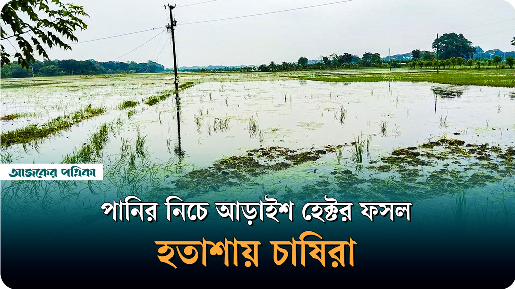 টানা বর্ষণে কোটচাঁদপুরে আড়াই শ হেক্টর ফসলডুবি, ক্ষতি ৪৬.৫% জমি