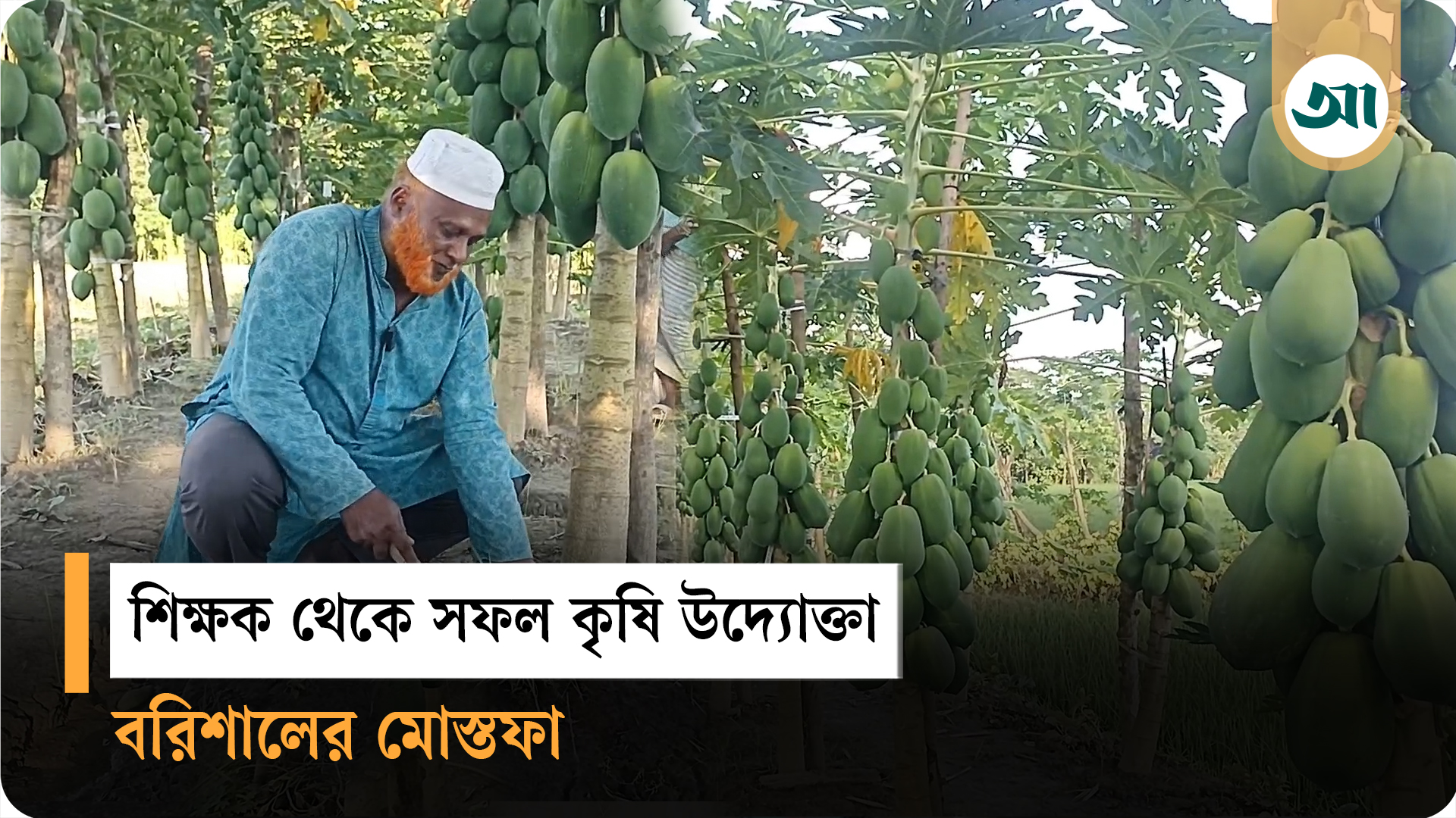 শিক্ষক থেকে কৃষি উদ্যোক্তা: বরিশালে মোস্তফা কামালের পেঁপে চাষে সাফল্য