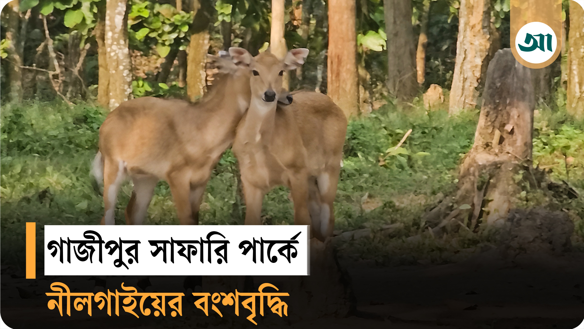 গাজীপুর সাফারি পার্কে বিলুপ্তপ্রায় নীলগাইয়ের জোড়া শাবকের জন্ম