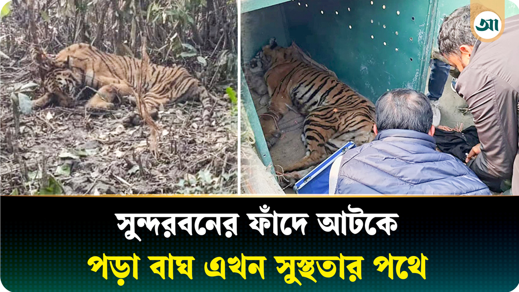 সুন্দরবনে ফাঁদ থেকে উদ্ধার সেই বাঘিনী এখন কেমন আছে