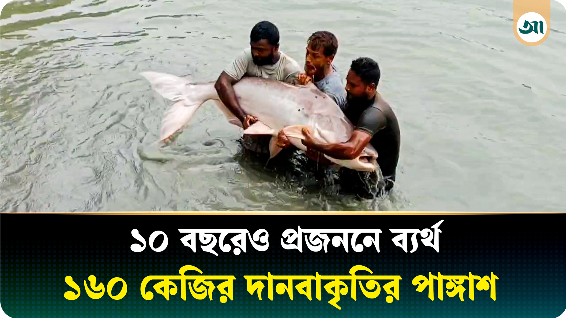 মৎস্য গবেষকদের হতাশা বাড়াচ্ছে ময়মনসিংহের ১৬০ কেজি ওজনের দানবাকৃতির পাঙাশ
