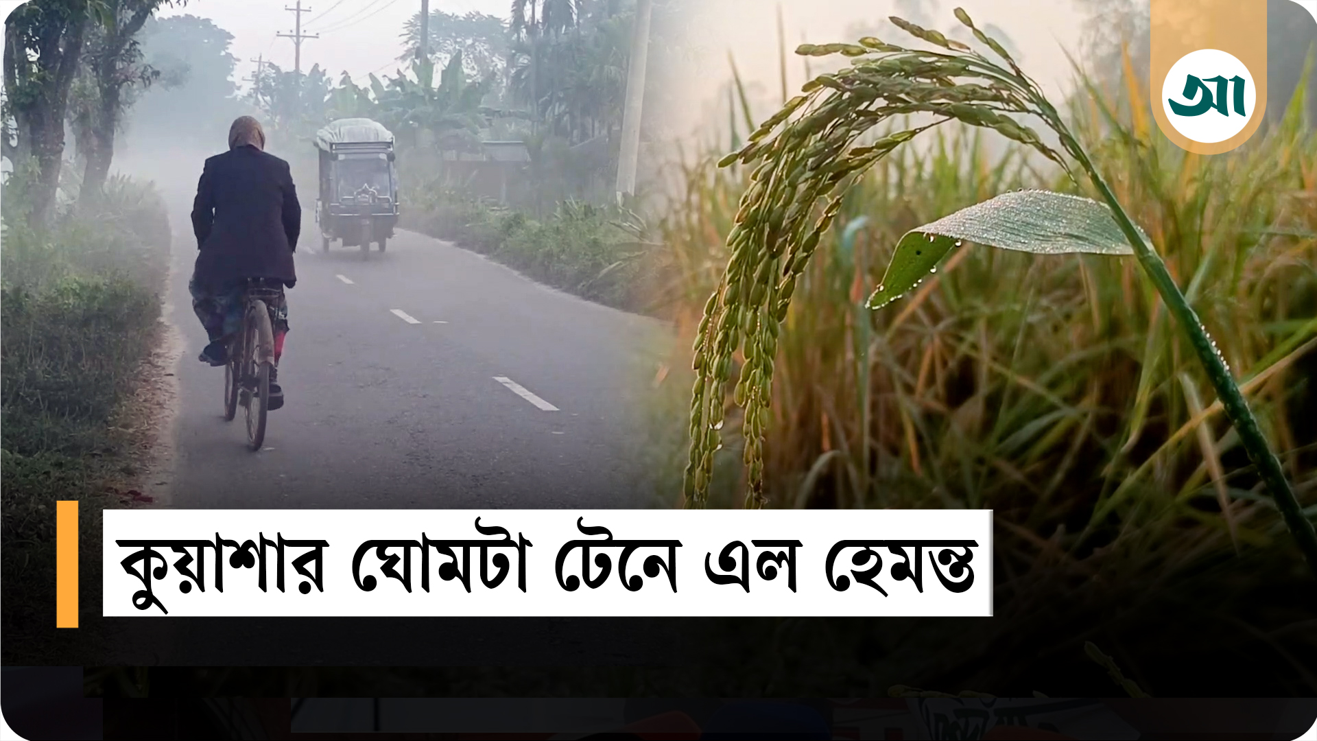 হেমন্তের সকাল : কুয়াশার চাদরে মোড়া সোনালি প্রশান্তি