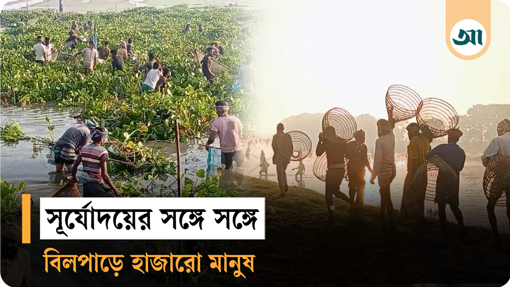 পাবনার রুহুল বিলে ঐতিহ্যবাহী মাছ ধরার বাউত উৎসব