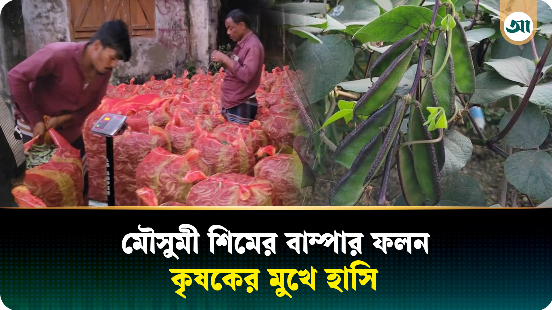 অল্প পুঁজিতে তিন গুণ লাভ, নরসিংদীর শিমচাষিরা বেজায় খুশি