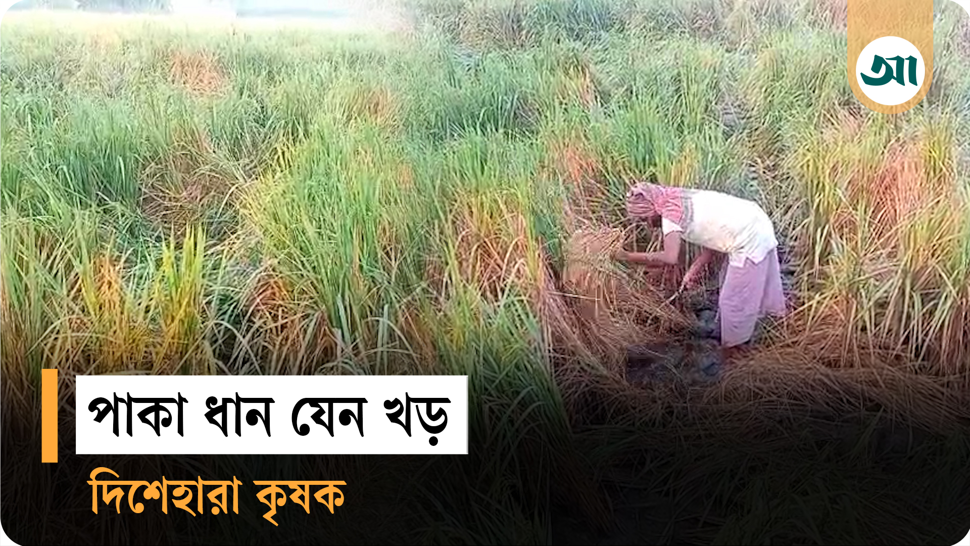 আমন ধানে কারেন্ট পোকার আক্রমণ, ভেজাল কীটনাশকে কৃষকের কপালে হাত