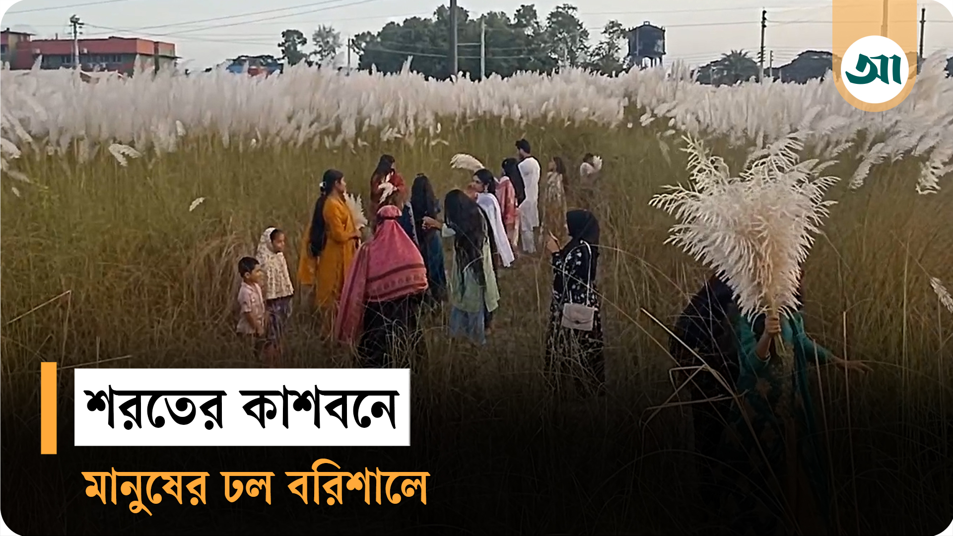 কাশফুলে সেজেছে বরিশালের বিসিক এলাকা, ভিড় জমাচ্ছে দর্শনার্থীরা