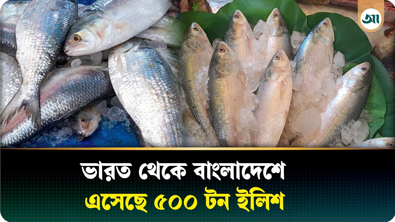 এই প্রথম বাংলাদেশে ইলিশ রপ্তানি করল ভারত, দুই মাসে ৫০০ টন