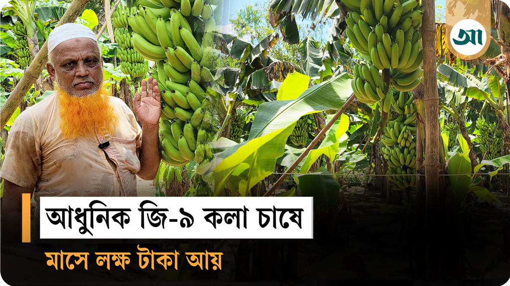 আধুনিক কলা চাষ করে নতুন সম্ভাবনার দরজা খুললেন নরসিংদীর রতন