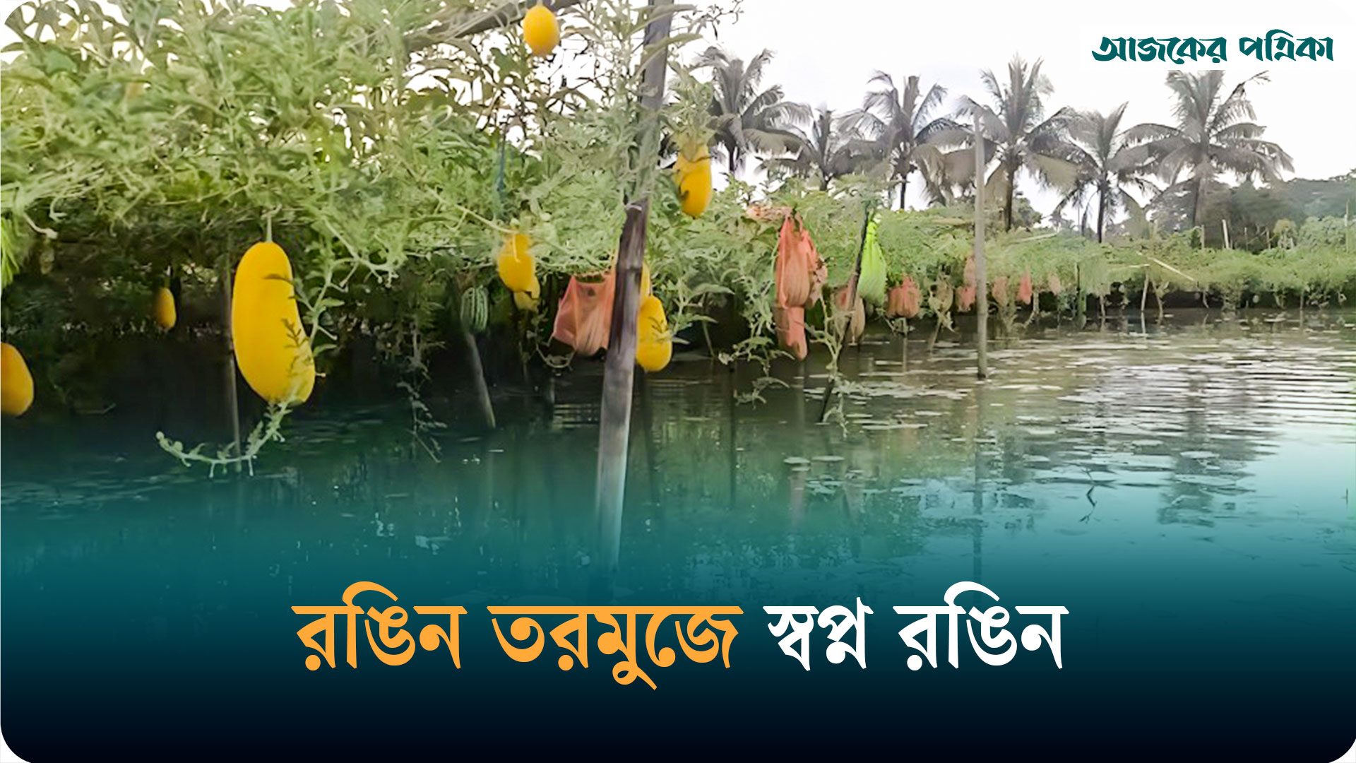 ফকিরহাটে উচ্চ মূল্যের রঙিন তরমুজ চাষে লাভবান কৃষক