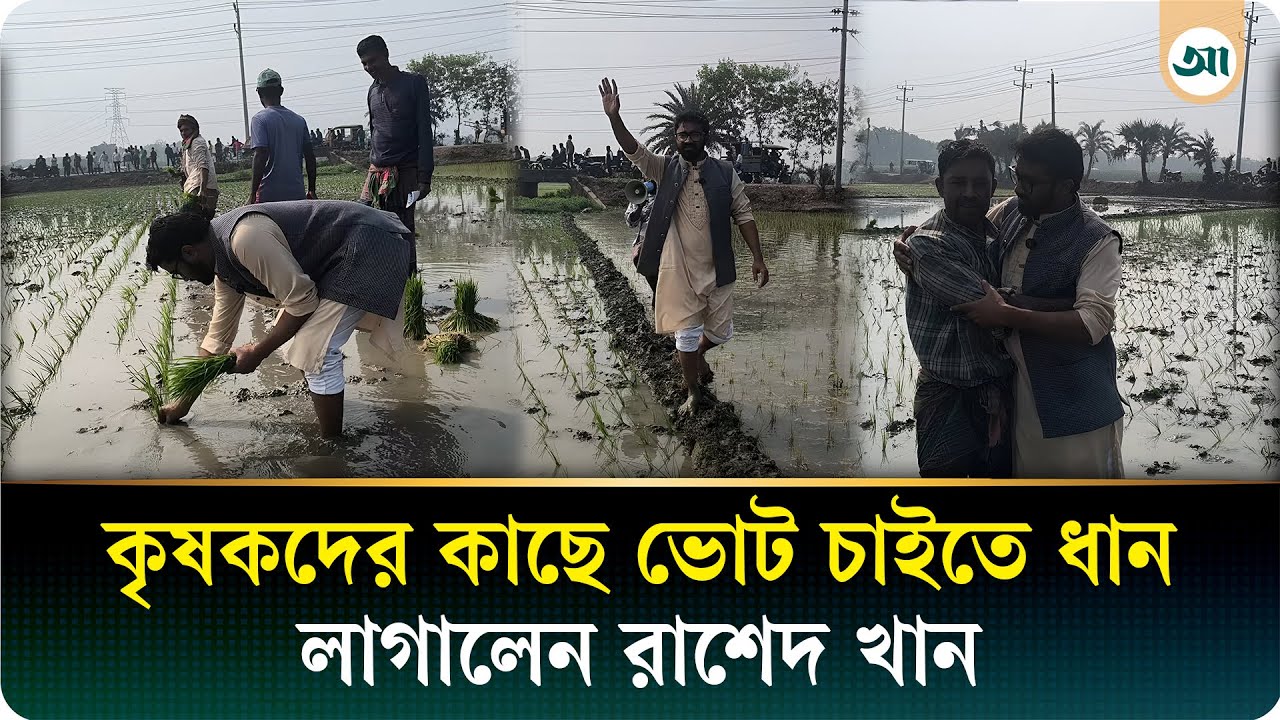 কৃষকদের কাছে ভোট চাইতে ধান লাগালেন রাশেদ খান
