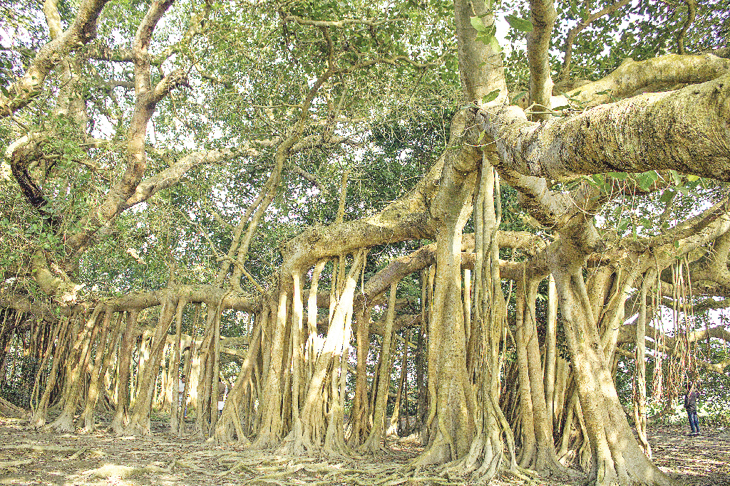 বয়সী বটের নিচে চড়ুইভাতি