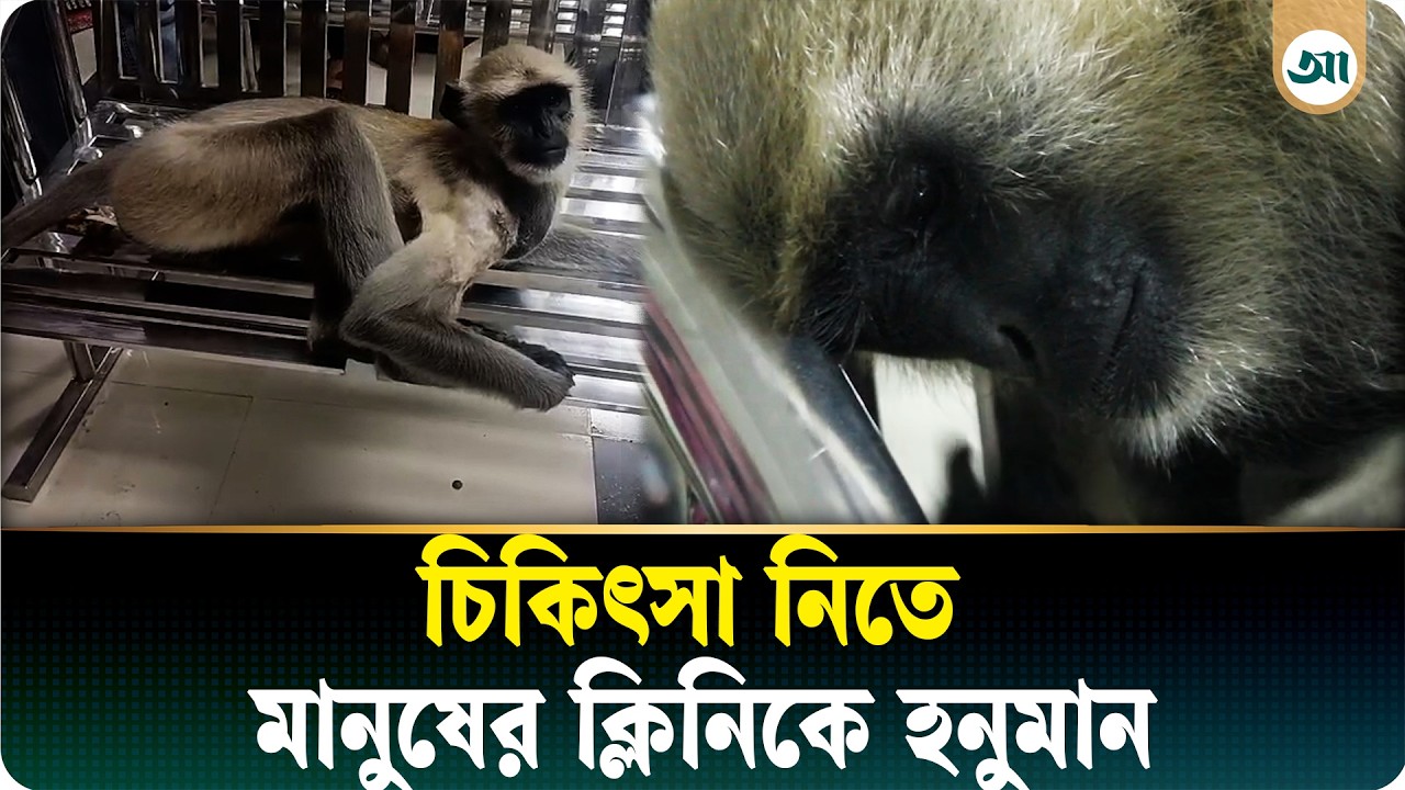 চিকিৎসা নিতে মানুষের ক্লিনিকে নিজেই হাজির হনুমান